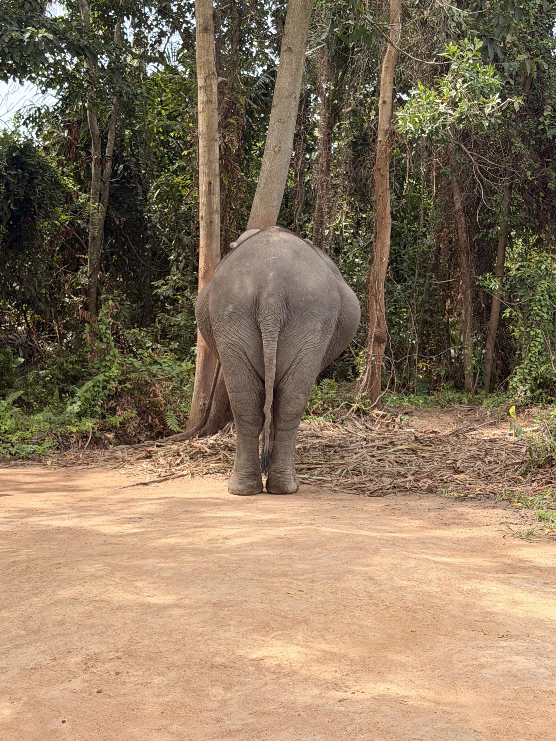 IMG_2737-scaled