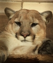 Tiere